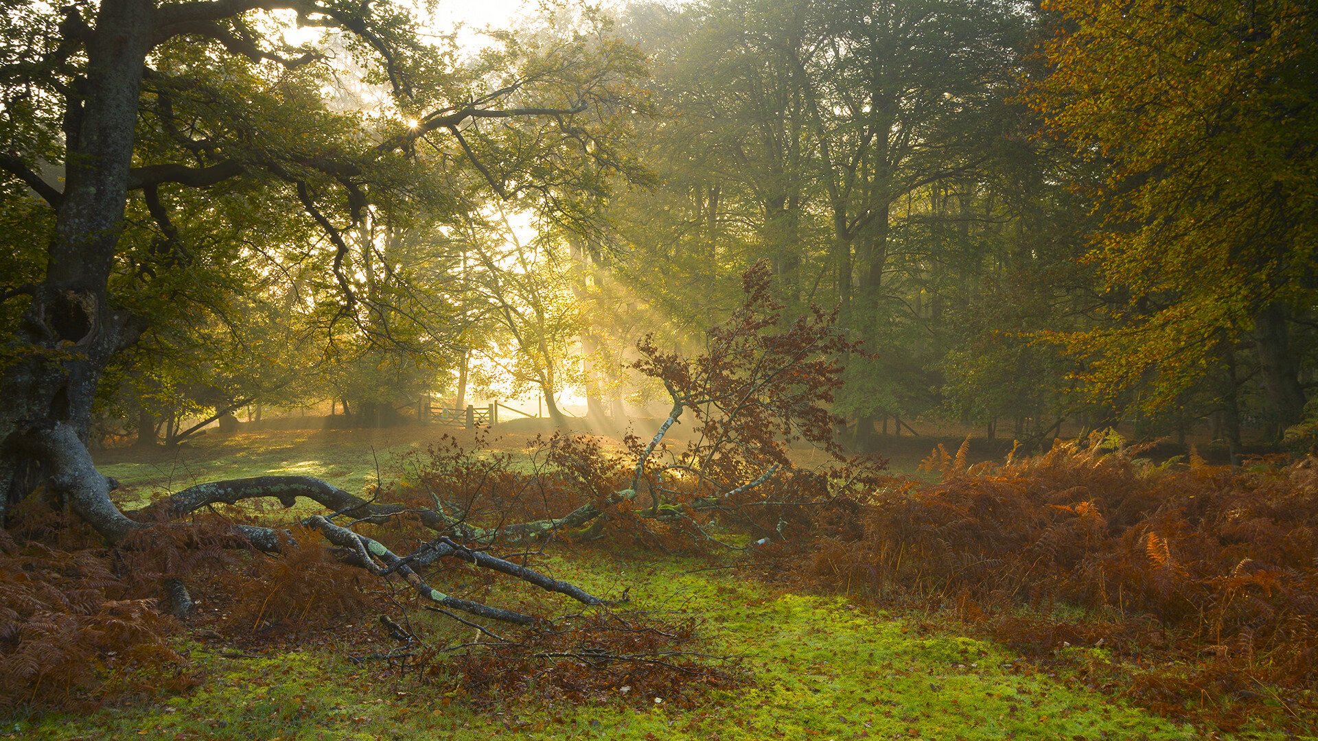 德甲球员在高压攻防转换中情绪干扰水平与控球质量的关系