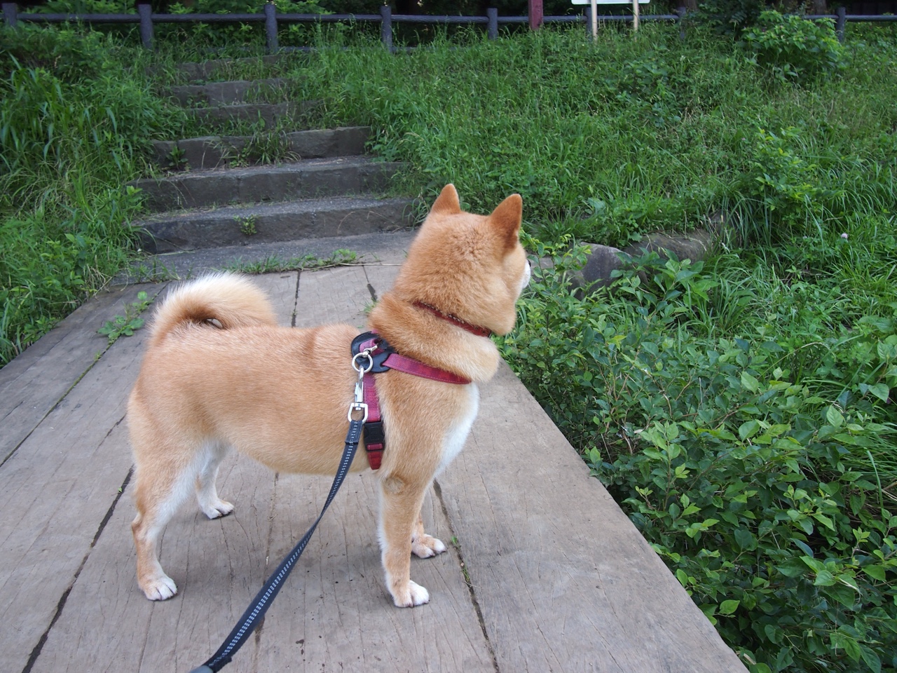 乐鱼体育APP官方下载-英超球队采用动态防守策略对抗对手高压进攻效果评估，英超当下最流行的战术打法, 或将引领世界足球潮流!