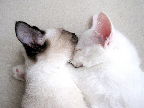 2024国际乒联混合团体世界杯:瑞典队战斗力不容小觑,【一周观赛指南】乒乓球团体世锦赛瑞典开打 欧战决赛