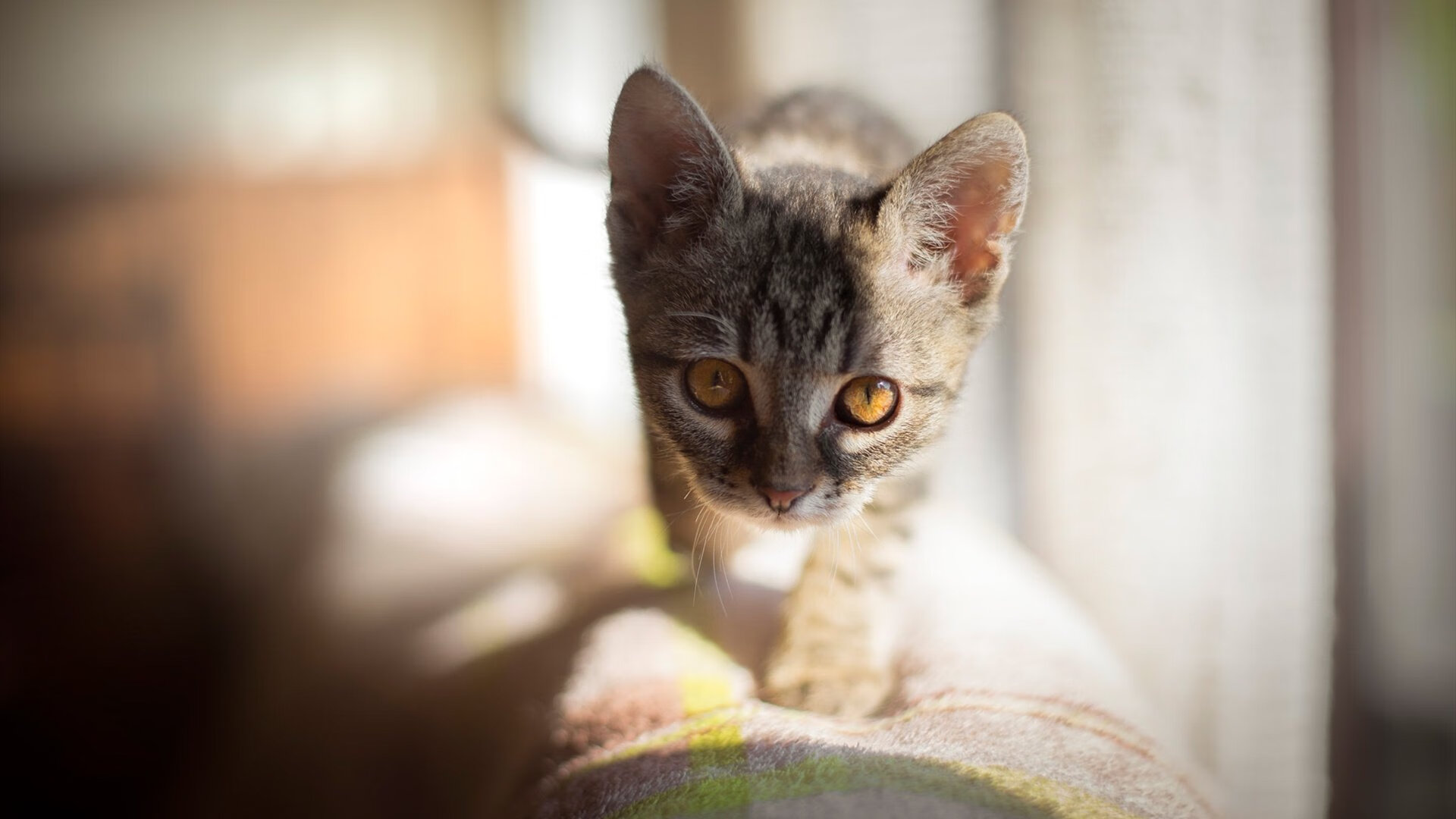 下载乐鱼体育APP-体育新闻中心共建体育赛事新闻数据聚合平台，体育新闻f1