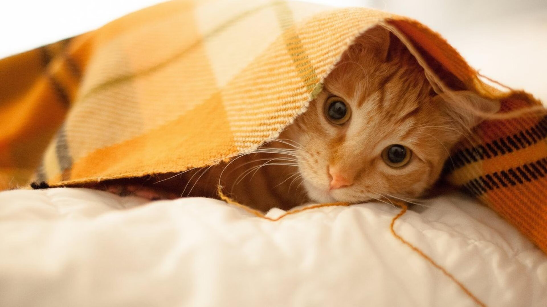 LEYU SPORTS中国官方网站-杨瀚森加盟开拓者后首场采访谈梦想与压力，杨瀚宇是谁