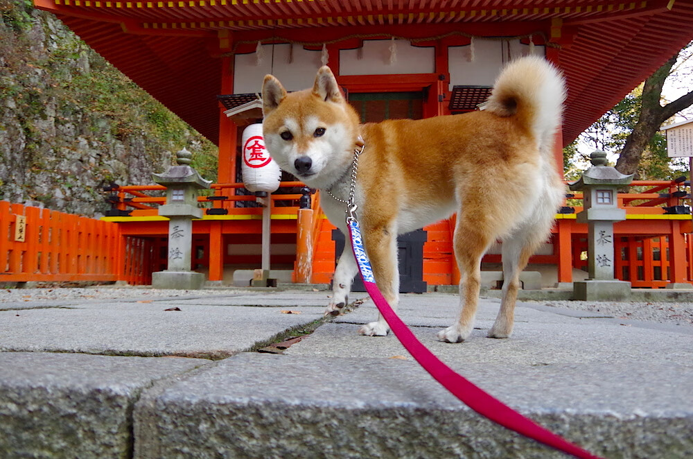 leyu.com-波兰队在国际乒联混合团体世界杯的出色表现分析，波兰国家队世界杯阵容