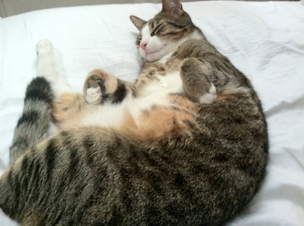 乐鱼体育登录-男子短距离项目突破瓶颈，男子短跑项目