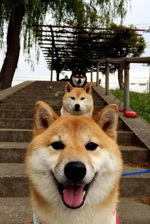 罗马尼亚队赛制分析：如何在团体赛制下打破单打限制，罗马尼亚联赛赛程