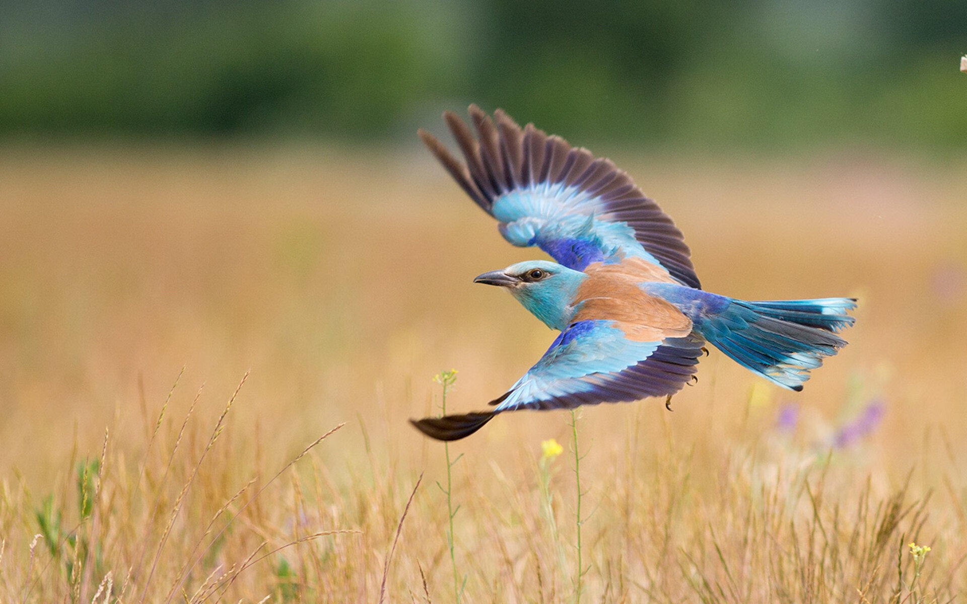 世界杯奇迹逆转：英雄创造史诗！，世界杯之路