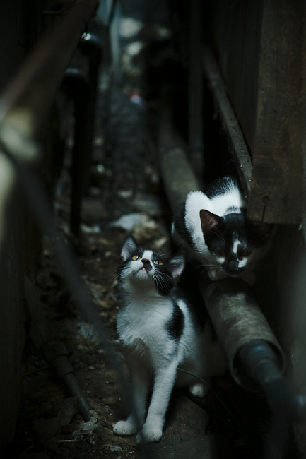 地方政府支持篮球特色学校创建推动区域体教联动发展，篮球基地建设方案