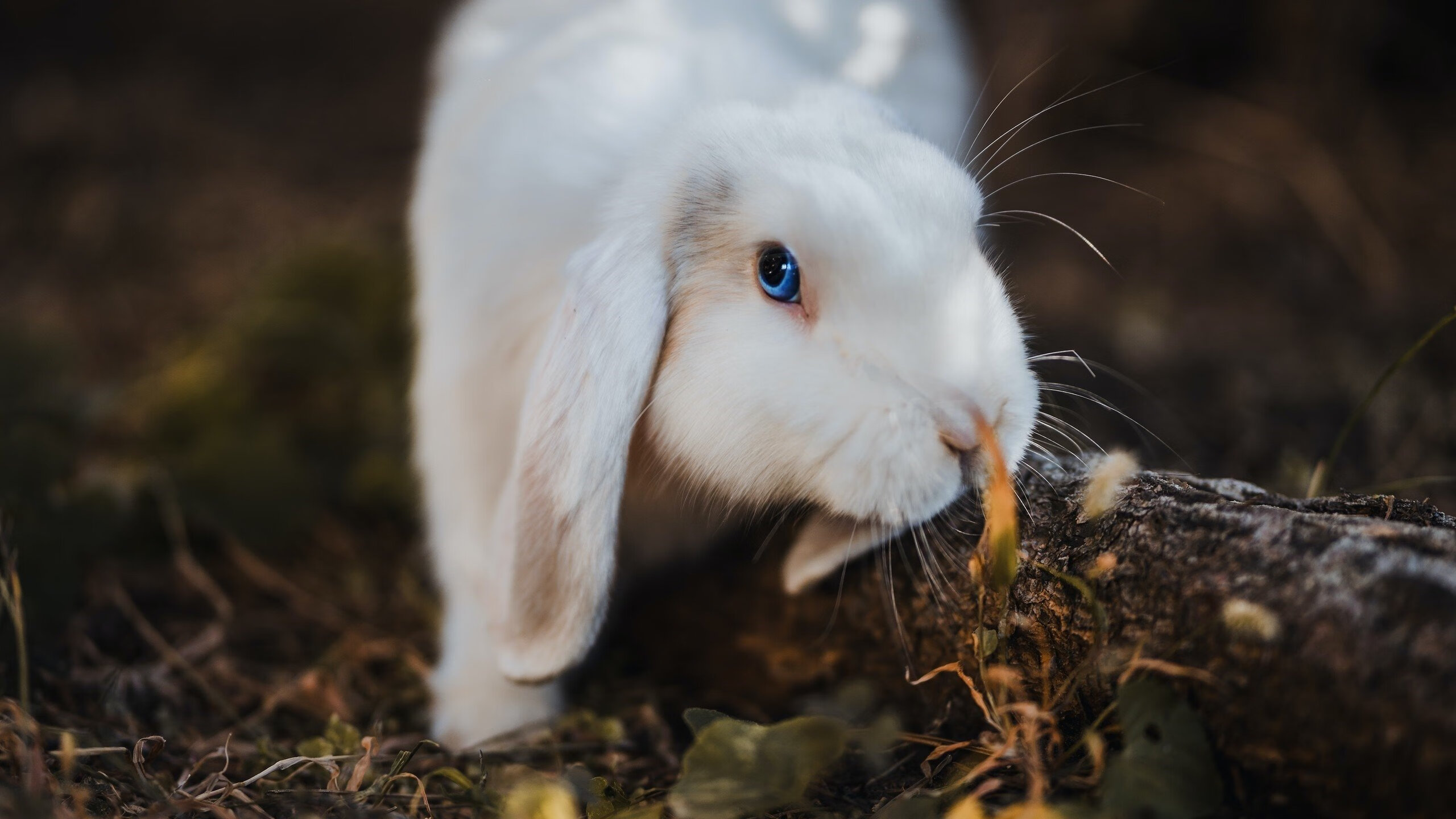 尼尔·巴特尔的防守能力帮助袋鼠队多次守住胜果,巴特尔防守奥尼尔