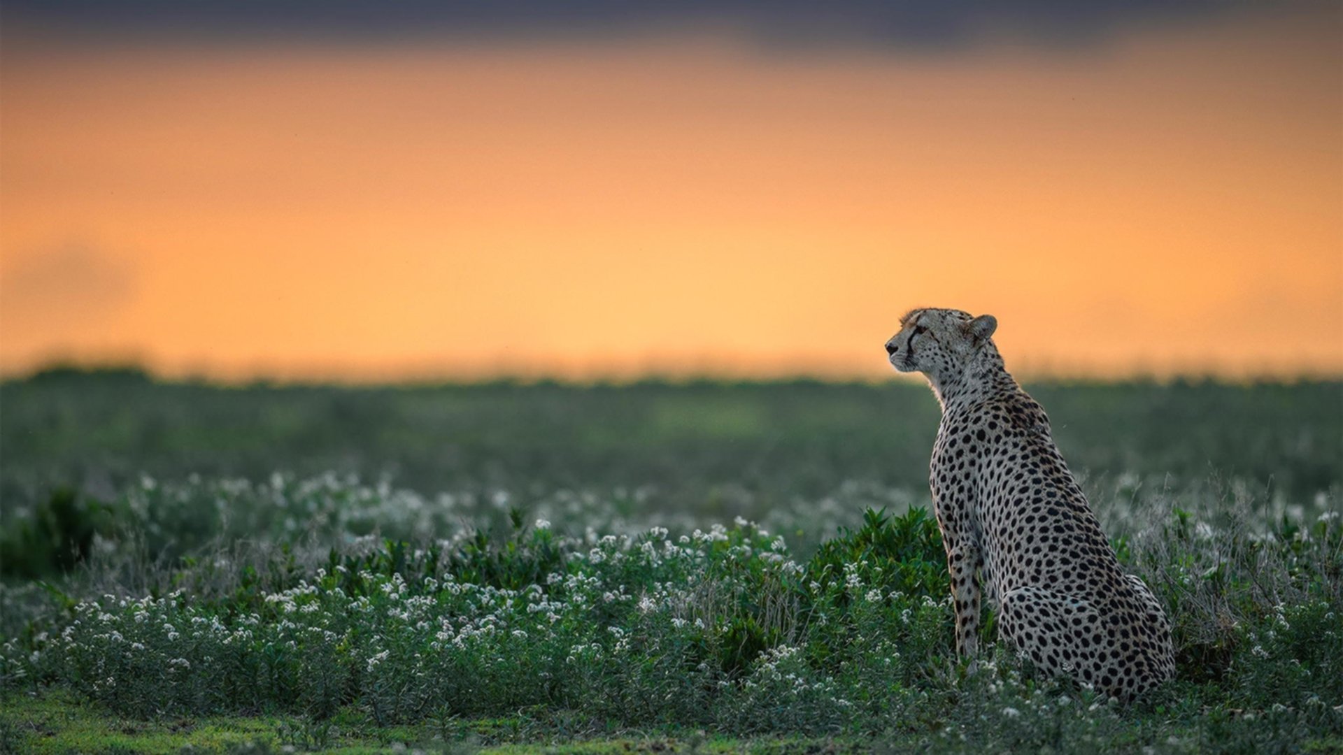 leyu乐鱼-拉文罚球稳定公牛末节稳住局势，nba_拉文34分 公牛击败活塞