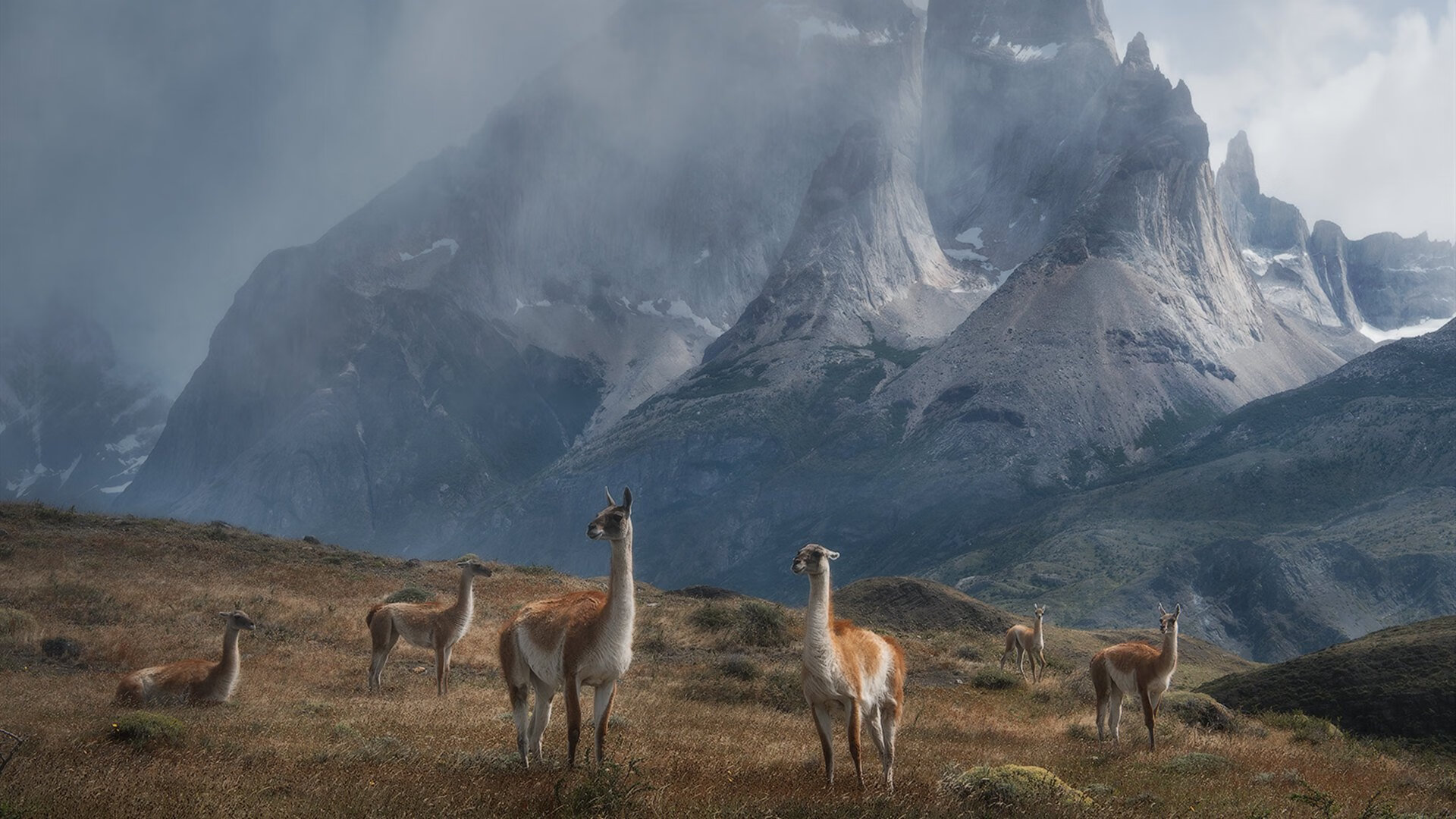 灰熊遭遇伤病潮替补阵容承压明显,灰熊队伤病情况