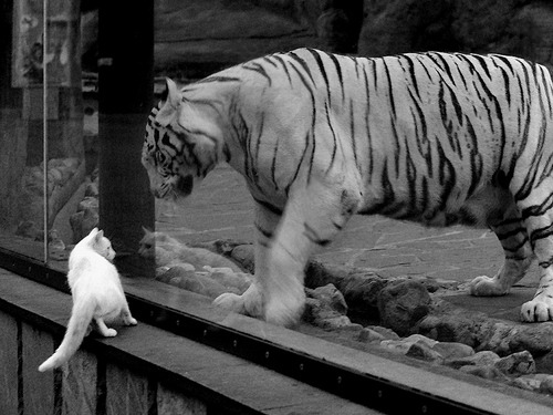 乐鱼电竞· (中国)官方网站-爱尔兰男队深得球迷喜爱，备战世界大赛，爱尔兰男篮水平